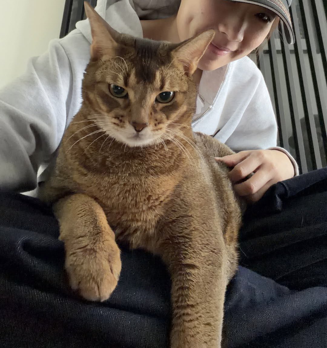 ⋆˚ 𝜗🐈⬛𝜚˚⋆나비텐이 ฅ^ ✿ ˬ ✿ ^ฅⳊ tweet media