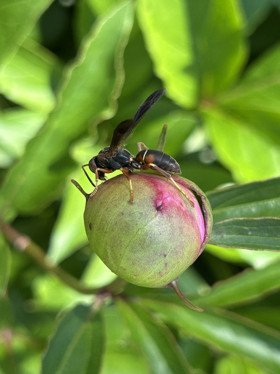 birdmanKI's tweet photo. One fine looking wasp https://t.co/9yyyLmBbc2