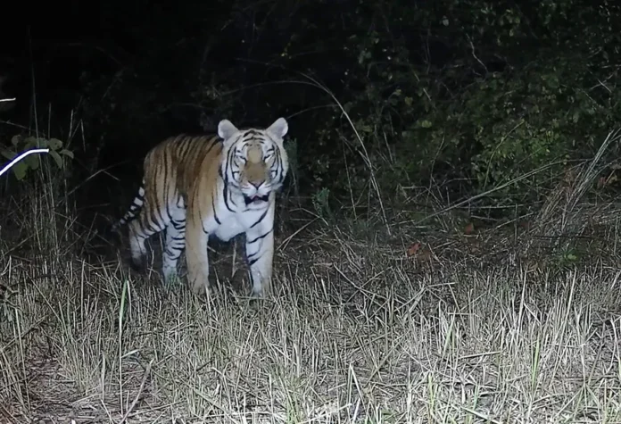 AP_Diaries's tweet photo. New Royal Bengal Tiger Sighting in #EastSiang!
A camera trap reveals a Royal Bengal tiger in the Daying Ering Memorial Wildlife Sanctuary. A significant step for wildlife conservation efforts in the region!
#TigerProtection #WildlifeNews #TATAIPL https://t.co/S6ztUGnGc3