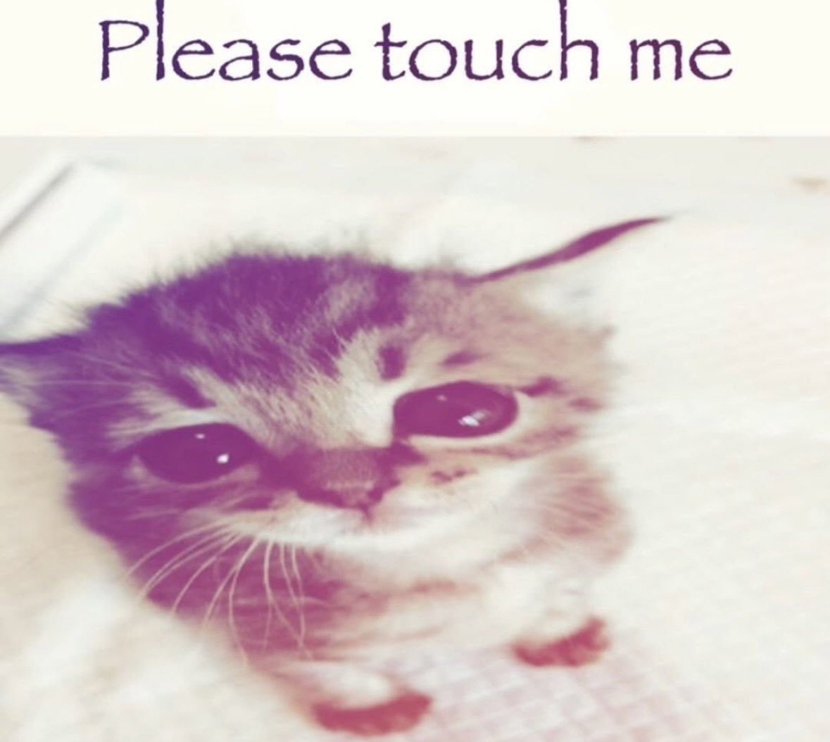 LiterallyMeCats (@literallymecats) on Twitter photo 