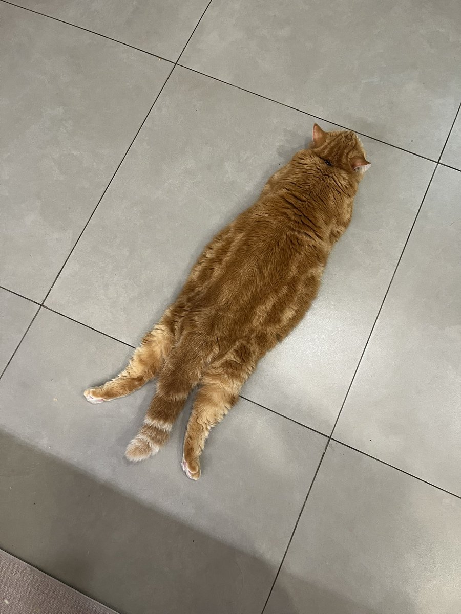 Adung & Imut 🐈 tweet media