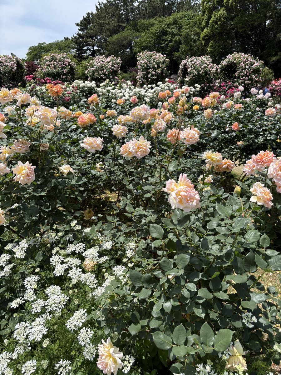 tomox28's tweet photo. バラが満開
#浜松フラワーパーク https://t.co/wGchjeEKnb