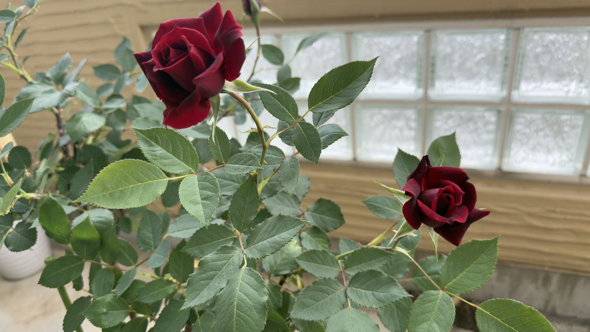 tetsu566's tweet photo. YOSHIKIさんの薔薇、綺麗に咲いた🌹
YOSHIKIさんに届けたい🤩
どうしたらいいでしょう❓
@YoshikiOfficial 
#YOSHIKI
#KURENAI
#薔薇
#ROSE https://t.co/OjvKps6bmt