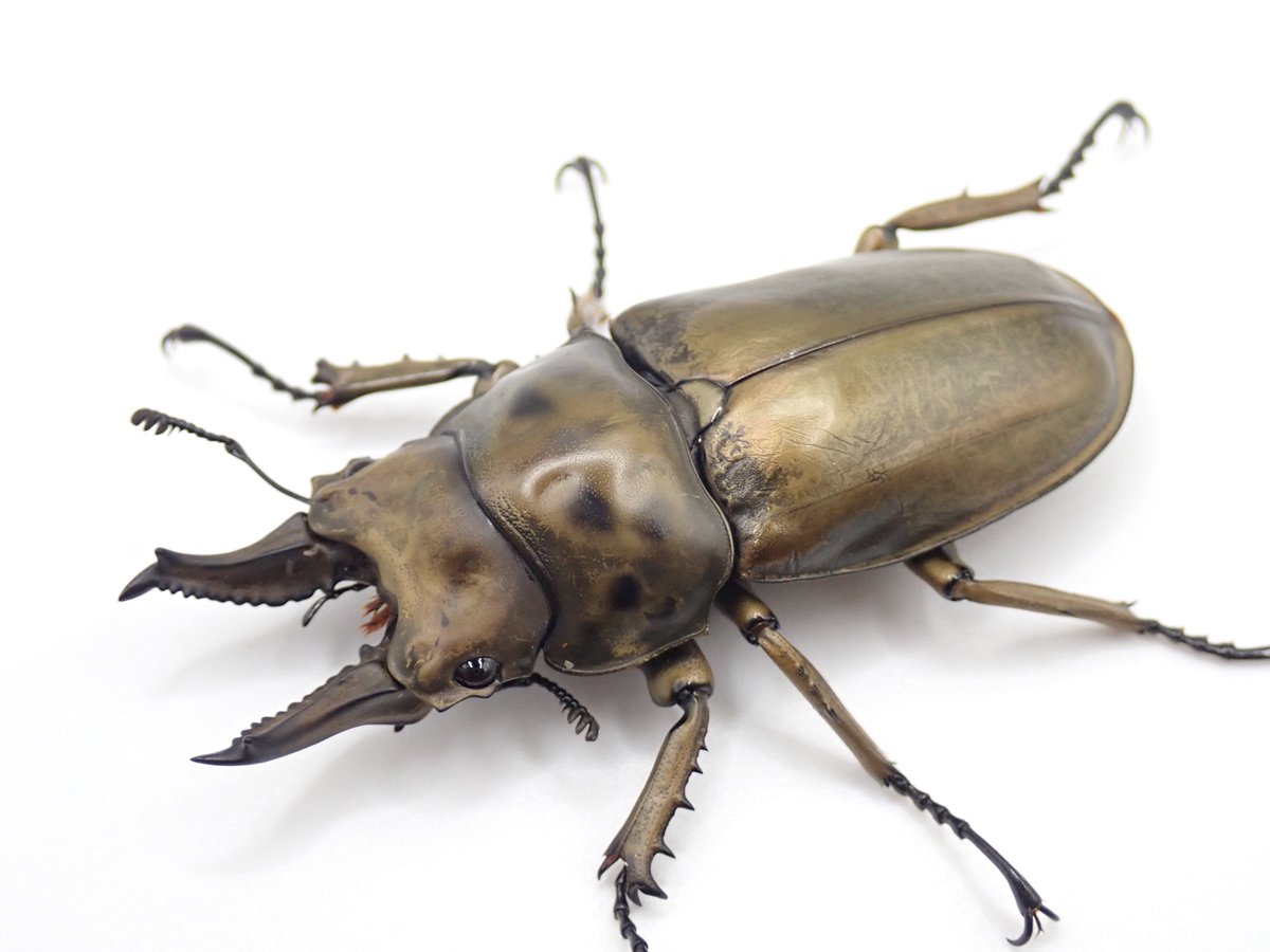 カブト・クワガタ専門店 BEETLE GARDEN tweet media