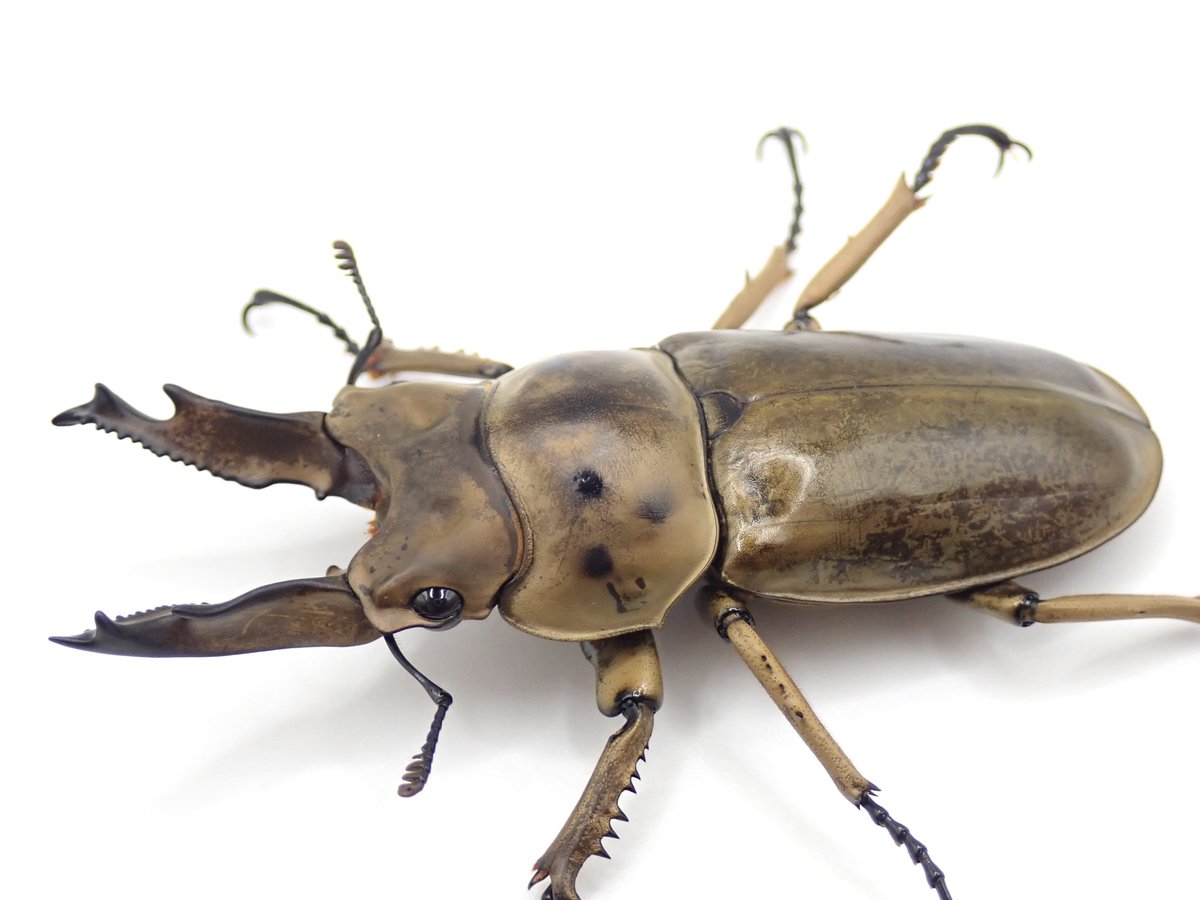 カブト・クワガタ専門店 BEETLE GARDEN tweet media