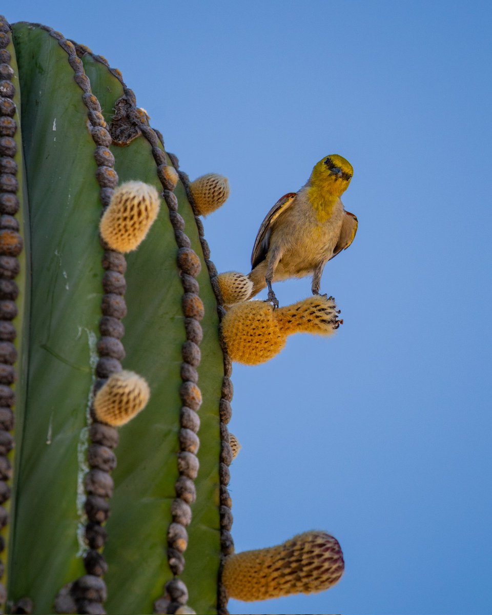 Baja California Sur es Mi Tierra tweet media