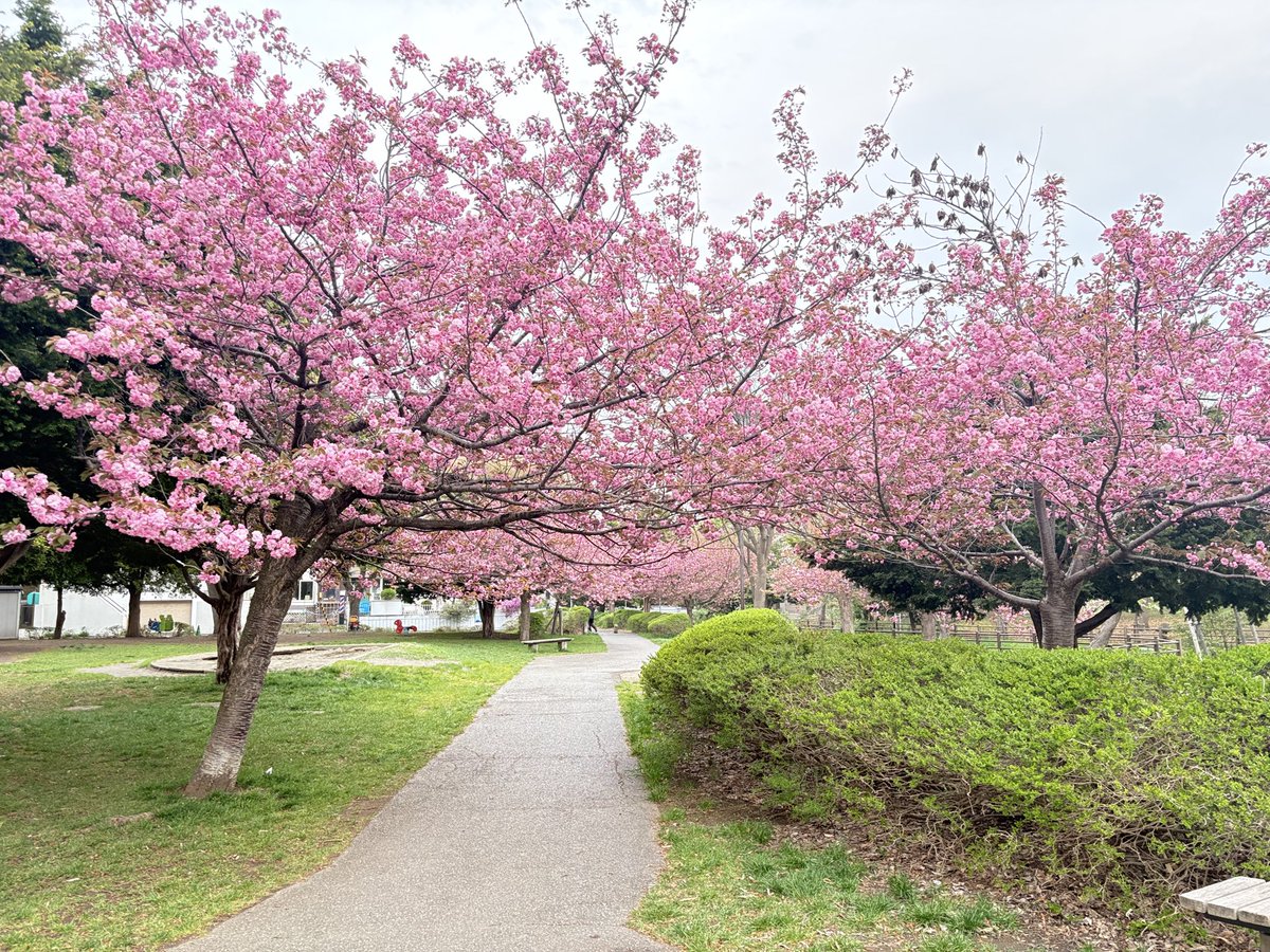 mamineko1's tweet photo. ＃桜 https://t.co/Hpr6r5zMH5