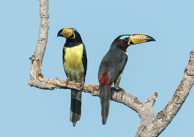 Aves do Brasil tweet media