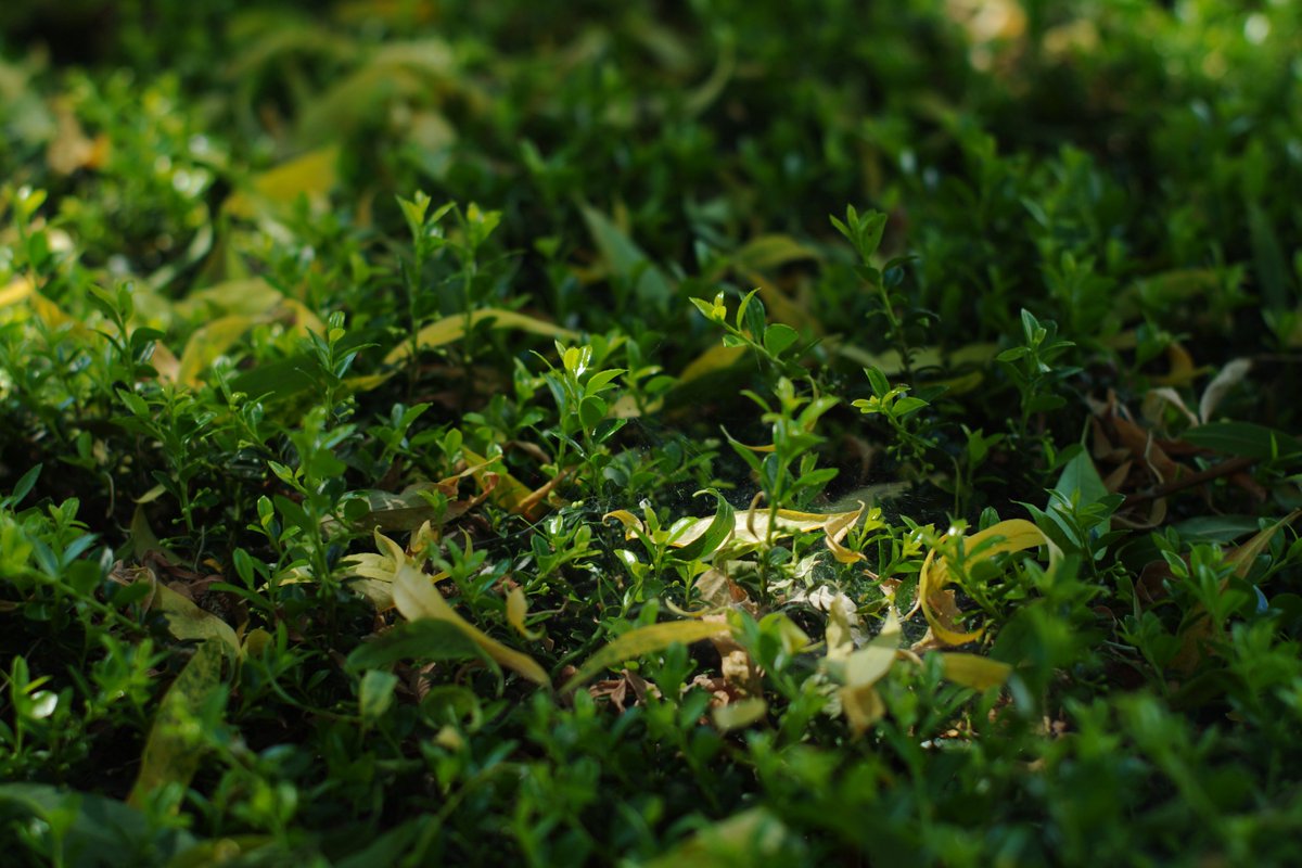これも葉っぱやʕʘ‿ʘʔ

PENTAX K-7