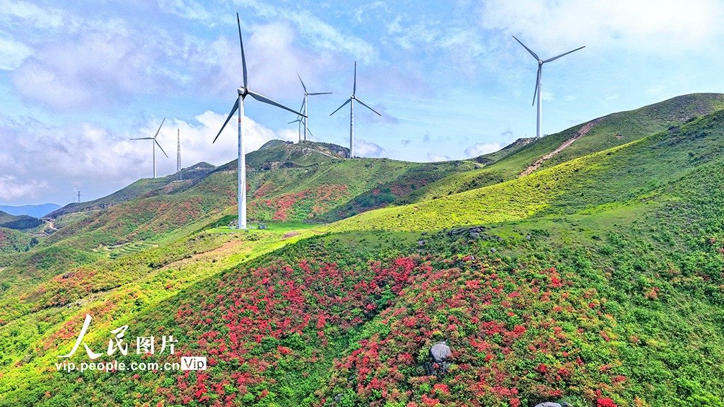 IDEE 秋山花 「A nice wind is blowing!」 Wind turbines stand atop lush mountains carpeted with blooming
