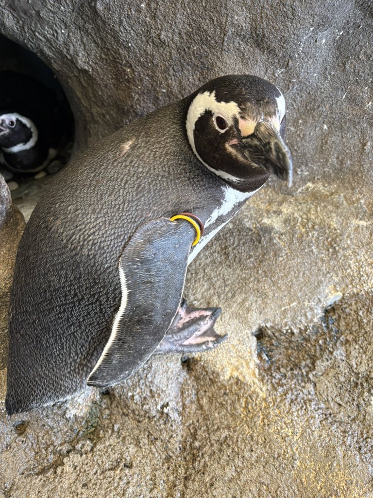 5月9日はマゼランペンギン🐧3羽の誕生日🎂 🐧コブシ♂16歳(タグカラー