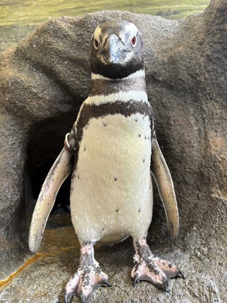 5月9日はマゼランペンギン🐧3羽の誕生日🎂 🐧コブシ♂16歳(タグカラー