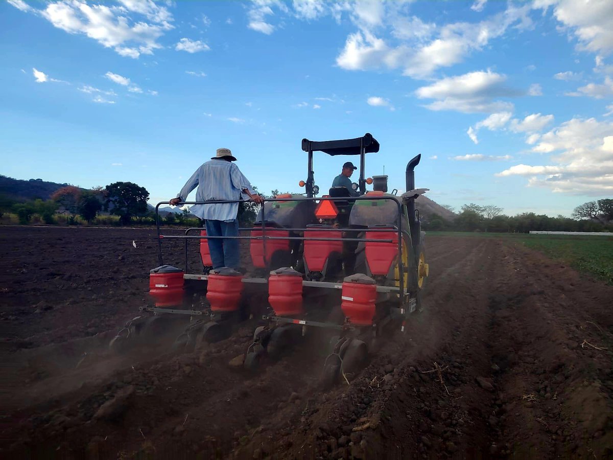oscardomsv's tweet photo. Gracias a Dios, muchos agricultores que dependen de la lluvia ya cuentan con suelos en condiciones óptimas para sembrar.

Sin embargo, como Gobierno del Presidente @nayibbukele, y gracias a la tecnología con la que hoy contamos, como la mejora genética en semillas, la asistencia técnica especializada y el trabajo articulado con @FAOElSalvador y @WFP_es, hemos implementado medidas anticipatorias frente a factores climáticos y al contexto internacional que puede incidir en el comercio y la disponibilidad de insumos.

Estas acciones responden a un objetivo claro, que es proteger a nuestra población y fortalecer a nuestros productores salvadoreños:

* Estamos sembrando más de 52,000 manzanas de granos básicos a través del Programa de Aumento a la Producción, adicional a la siembra tradicional. Este esfuerzo se realiza de forma mecanizada, con sistemas de riego y en coordinación con gremiales de pequeños y medianos agricultores comprometidos. Todo el proceso es monitoreado satelitalmente mediante nuestro sistema MIRA (Monitoreo Inteligente de la Red Agropecuaria), que permite generar análisis de riesgos y detectar de forma temprana la presencia de plagas, enfermedades, hongos, sequías o exceso de humedad. Es una herramienta clave para la toma de decisiones oportunas.

* El apoyo a pequeños agricultores de subsistencia ha sido entregado de forma oportuna. El Bono Agrícola beneficia a más de 500,000 productores de subsistencia. Además, mediante el trabajo articulado con FAO y PMA, estamos alcanzando a cerca de 100,000 personas adicionales con asistencia técnica, semillas e insumos de calidad. De forma paralela, estamos gestionamos más recursos para continuar fortaleciendo la seguridad alimentaria del país. Hoy más que nunca, el trabajo coordinado con organismos internacionales responde a un enfoque común y efectivo.

* Hemos habilitado 16 sucursales de AGROCENTA, a través de las cuales se distribuyen abonos y fertilizantes a los precios más bajos del mercado nacional e incluso por debajo de otros países de la región. La alta demanda refleja el éxito de la estrategia, y la aceptación provoca que se agoten las existencias en algunas sucursales; no obstante, ya se están gestionando nuevos abastecimientos a precios accesibles, pensando incluso en el próximo año. Primero Dios, todo vaya mejorando.

A la par de estas acciones, no descuidamos otras áreas estratégicas. Continuamos siendo un país líder en el control del gusano barrenador, mantenemos una de las canastas básicas más accesibles de la región, registramos la inflación de alimentos más baja del continente americano y, desde diciembre del 2024 a la fecha, no hemos tenido ni un solo día de desabastecimiento.

La clave ha sido clara: aumentar la producción nacional, fortalecer los canales de comercialización sin intermediarios y respaldar directamente a nuestros agricultores.

Ante algunos señalamientos que cuestionan el origen de los productos, y se atreven a decir que todo es importado, es necesario destacar que, incluso en contextos de restricciones en el comercio internacional, el país ha mantenido un abastecimiento continuo y precios estables. Esto refleja la solidez de las medidas implementadas y el fortalecimiento de la producción nacional.

Seguimos avanzando con trabajo constante y articulación estratégica. 😉