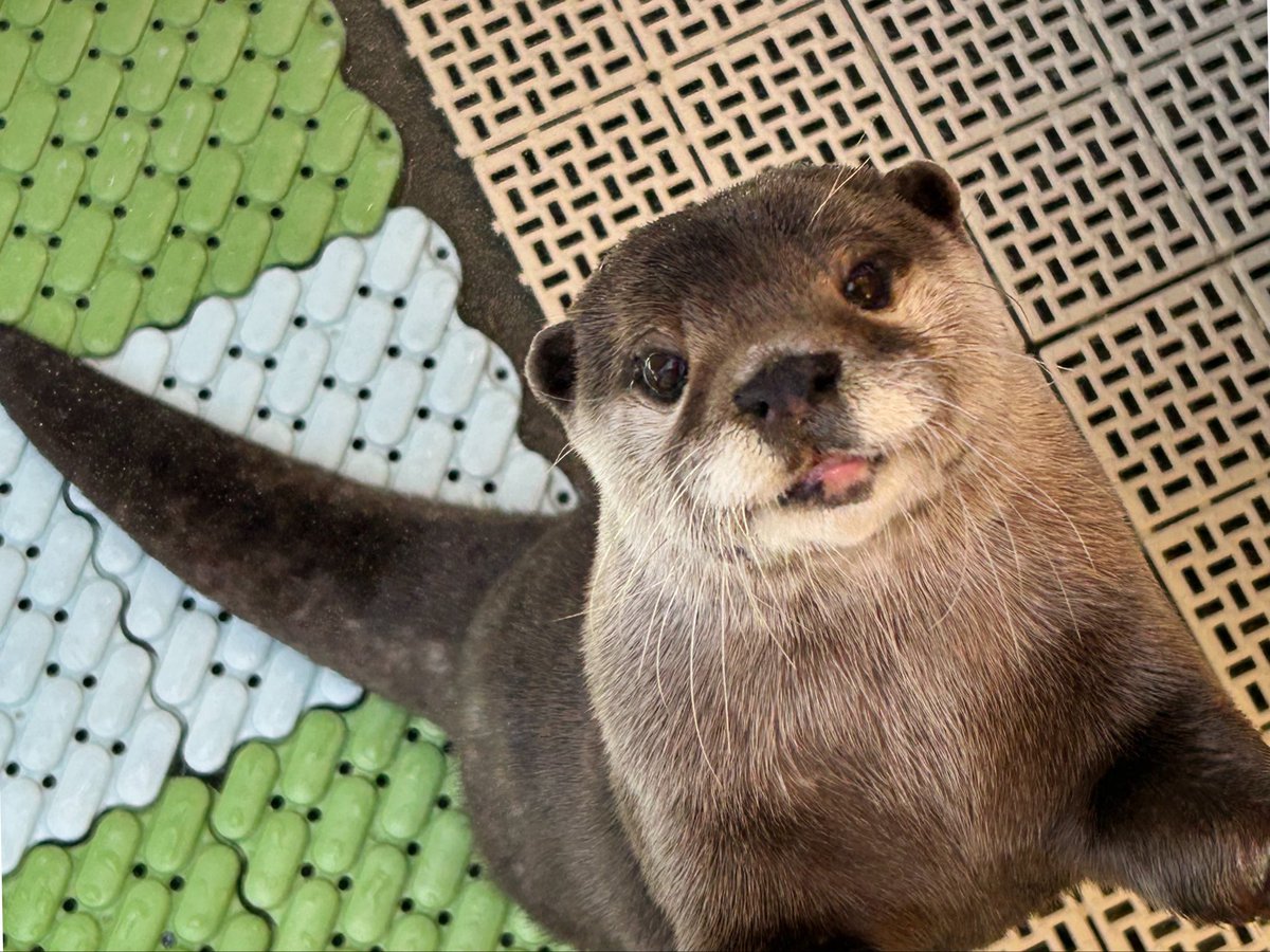 カワウソ
