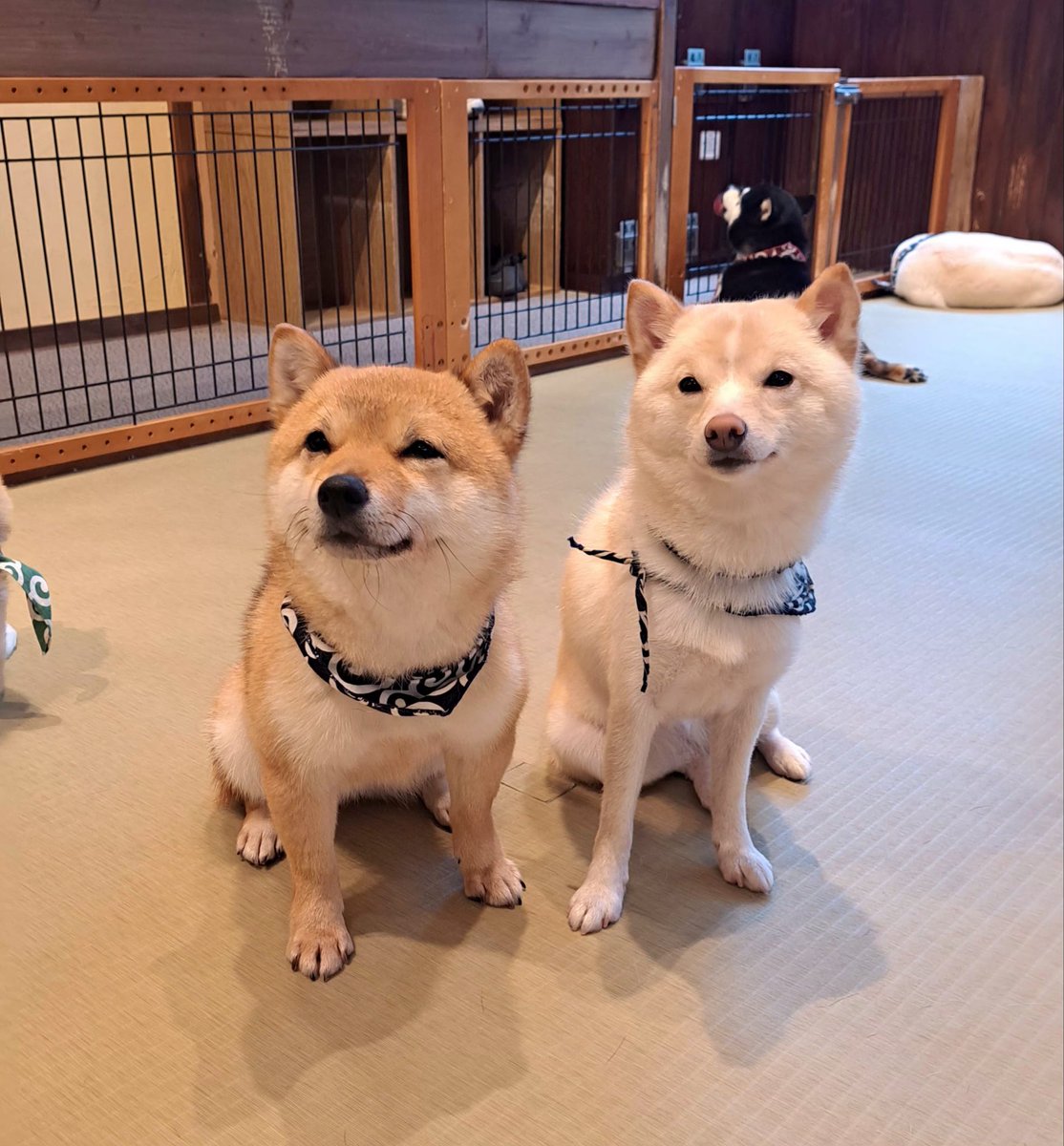 豆柴