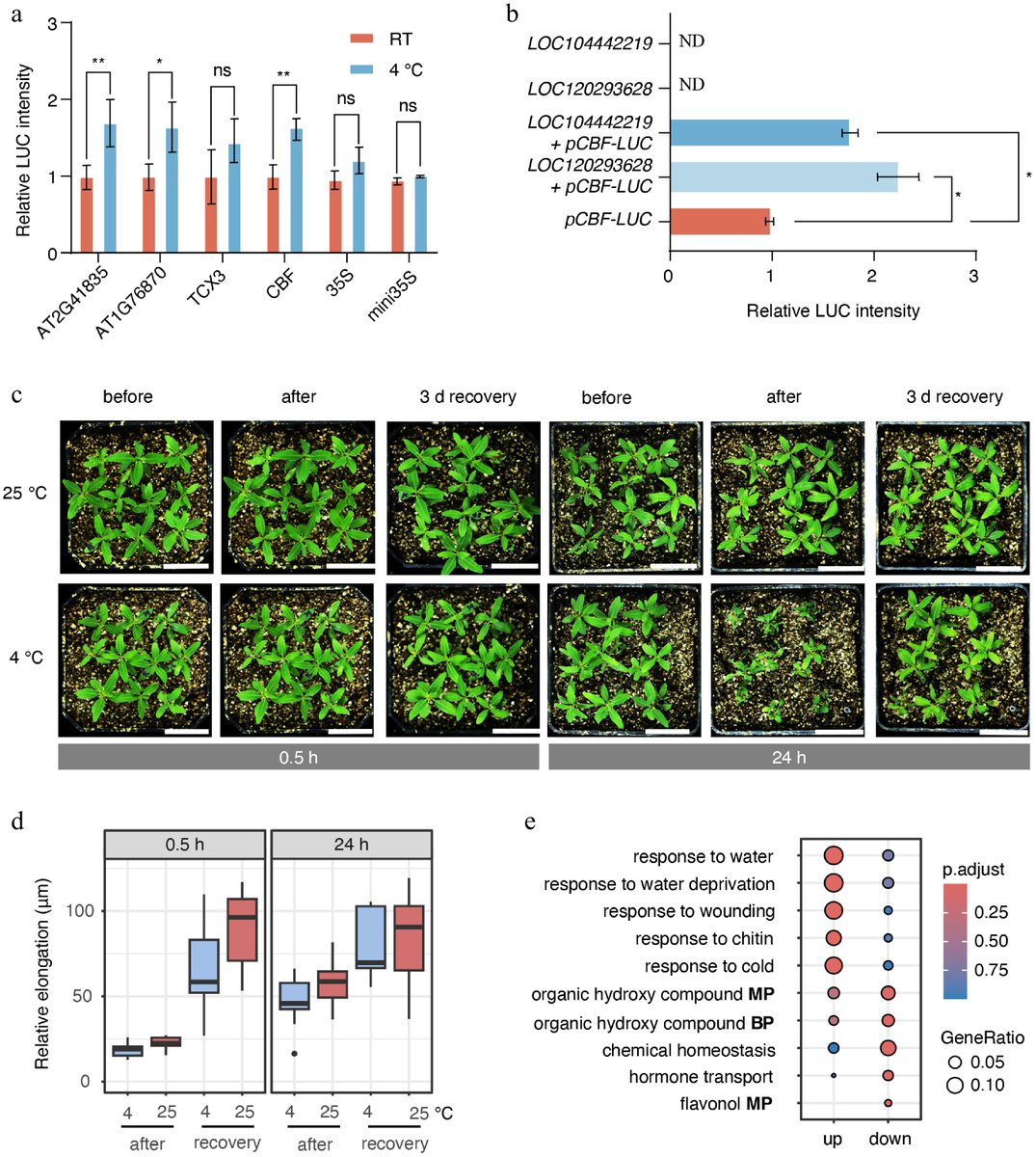 MaximumAcademic's tweet photo. #ForestryRes
ATAC-seq and RNA-seq reveal rapid chromatin remodeling within 0.5h of cold stress in eucalyptus shoot apices.
@ForestryRes @Forestry_UK @RelayJFR #ColdStress #Eucalyptus
Detail: https://t.co/14BbVuMjW7 https://t.co/7suvnTBbRW
