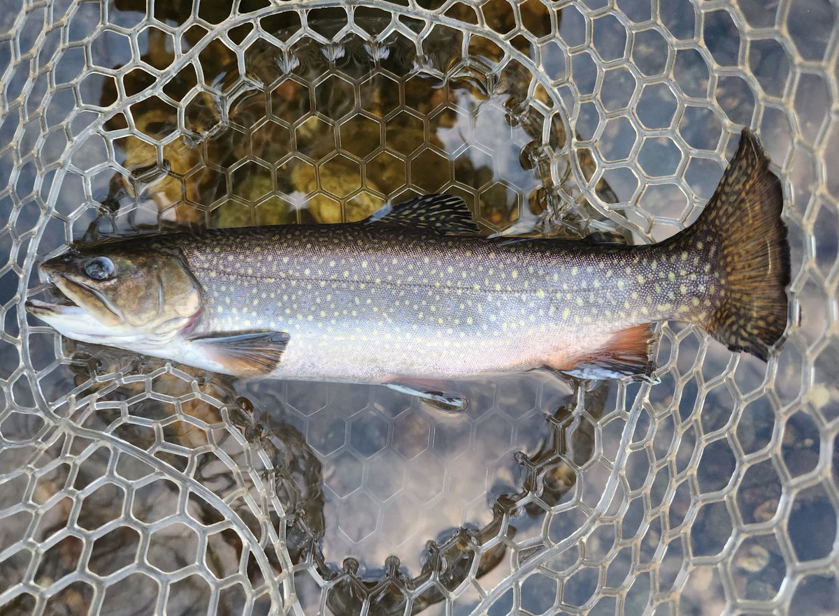 WOPR68's tweet photo. Another great day out on the water. Brookies &amp; Bows! https://t.co/COdjOFxpGv