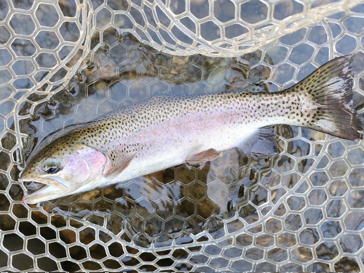 WOPR68's tweet photo. Another great day out on the water. Brookies &amp; Bows! https://t.co/COdjOFxpGv