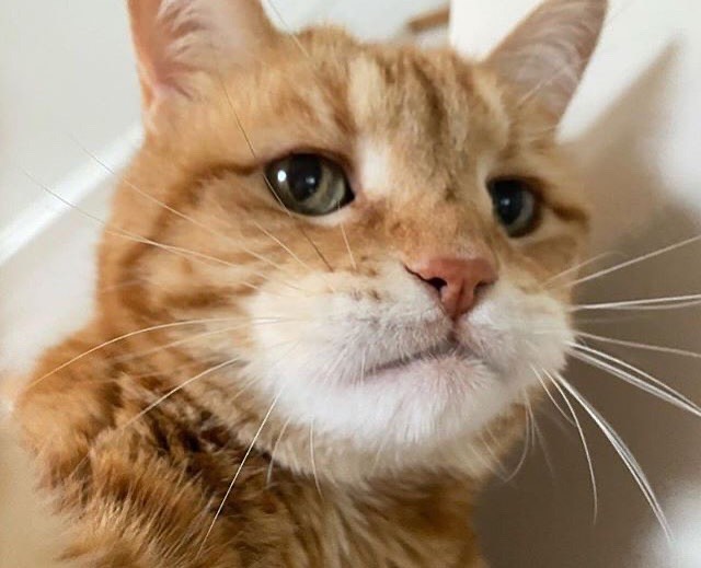 Punch Cat tweet media