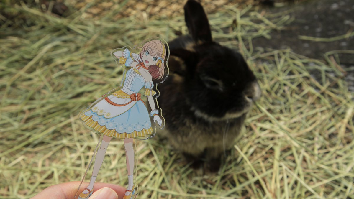 花帆ちゃん、ウサギさんだよ