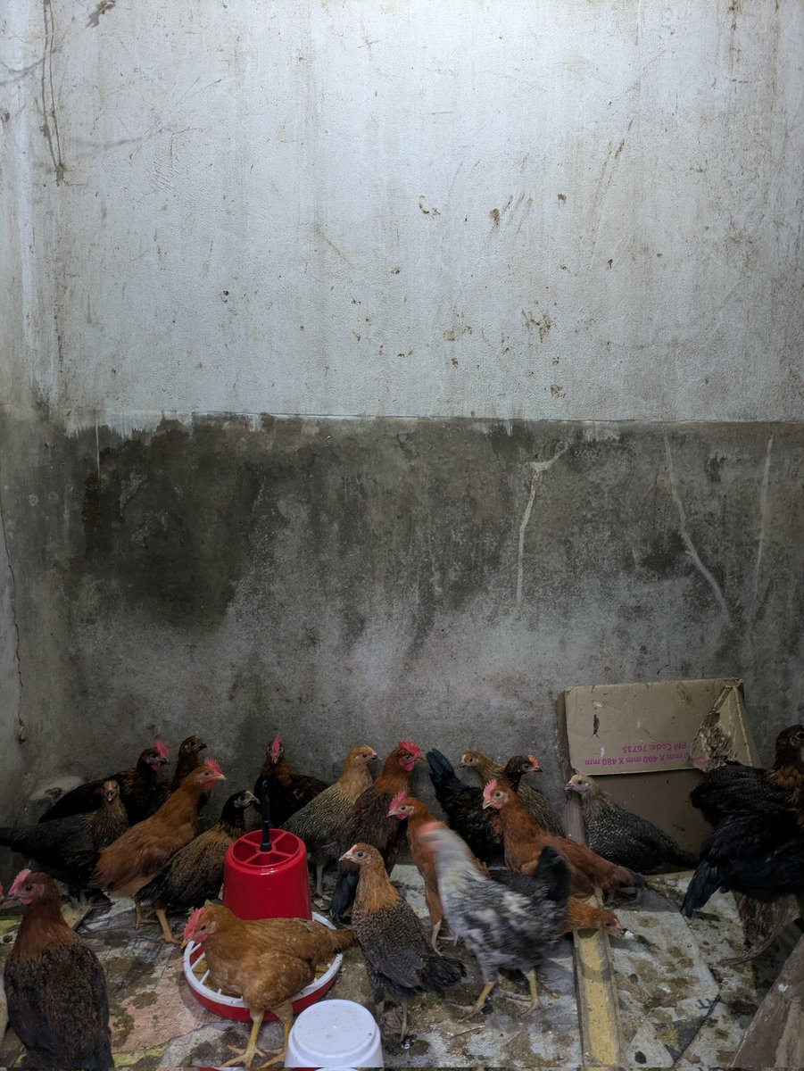 captchenikuthi's tweet photo. Return to Sibsagar: A childhood pal’s chicken ‘pen’. Soon to be shipped off to the market, for a tidy sum. https://t.co/IvcUFZjP5T