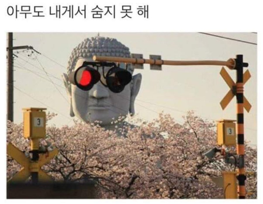 부챠코 tweet media