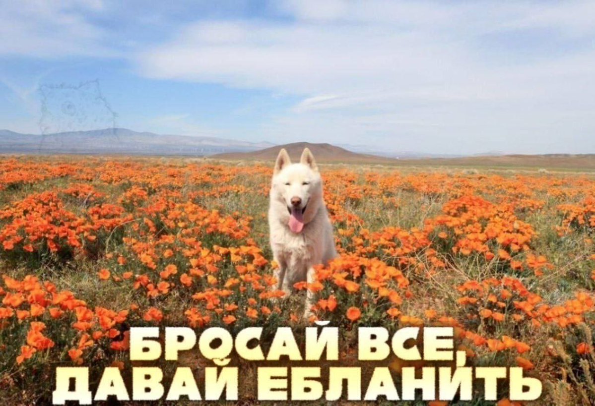 Доброе утро прекрасным пупсикам 🤗всем хорошего дня и заряда позитива на весь день🥳🥃