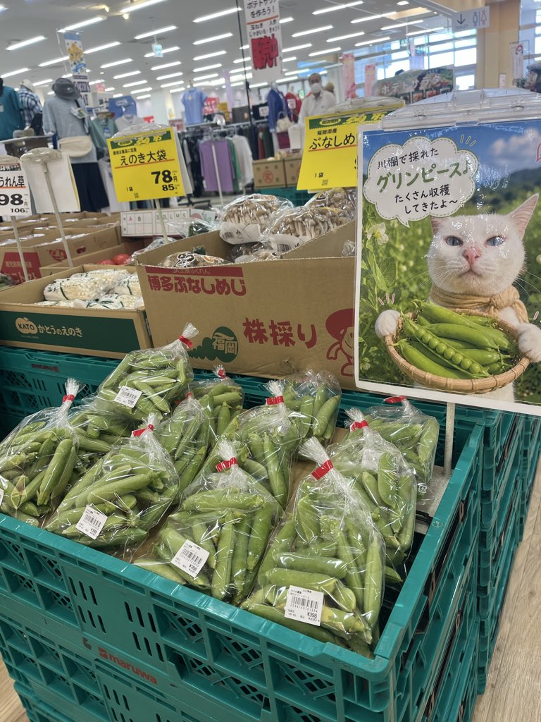 廣瀬 達也-ひろせ農園- tweet media