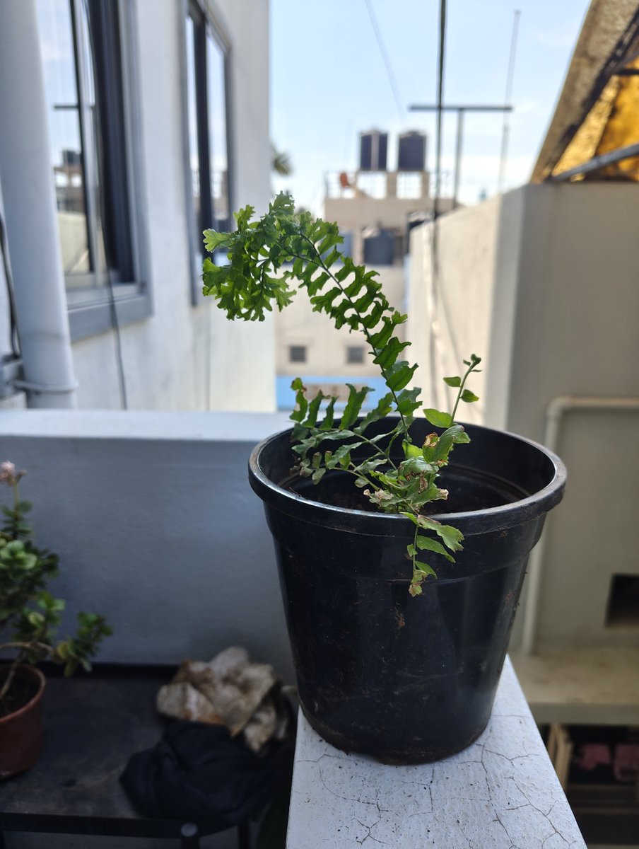 gonna hit up APD's plant nursery today to see if i can get some ferns does anyone wanna come w !!
this is my fishtail fern !!