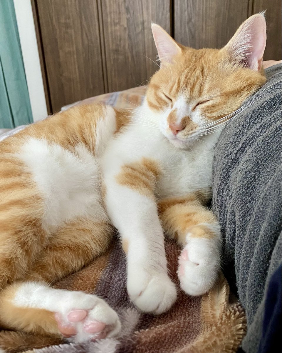 猫の窓辺(事務所猫モモコとコテチ) tweet media