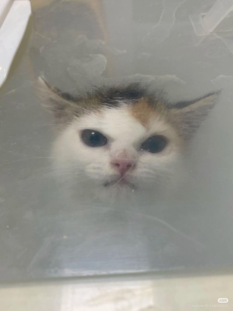 No Context Cats tweet media