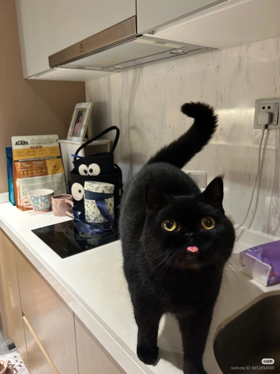 No Context Cats tweet media