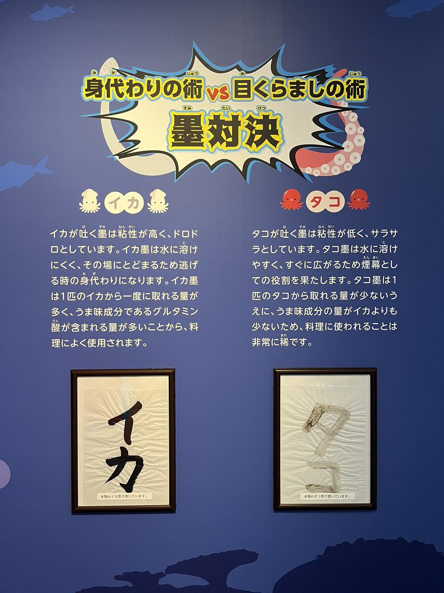 3939pe's tweet photo. メイたんのニュース聞いてびっくりしてるけど仕方ないよね…
夜中ずっとライブ観て癒されてた！
今少しだけYouTubeプレミアム入っててバックグラウンド再生できるから最高！
LINEしててもキラメイ見える！
実は先月弾丸で鳥羽に行ってきたよ🦦✨

メイたんお誕生日おめでとう🦦🎈 https://t.co/aDhZe3cQyP