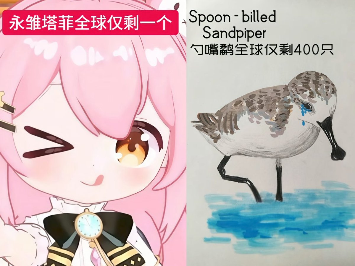 香草東雪蓮 tweet media