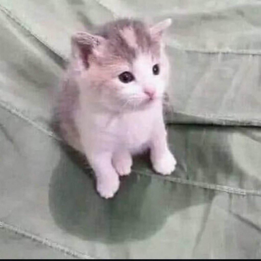 pretty kitty tweet media
