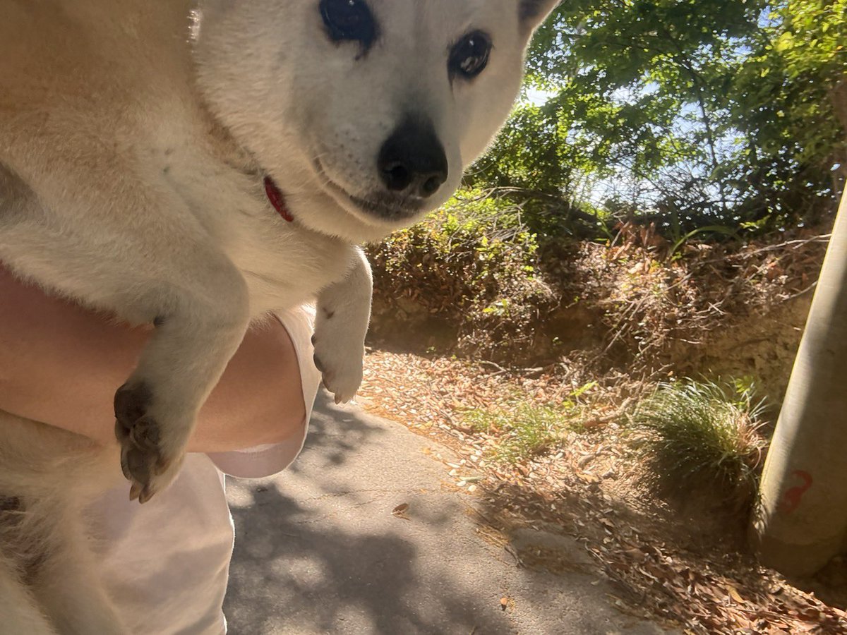 na10ru10_zoo's tweet photo. 【迷い犬】本日朝9時ごろに、大網白里市金谷郷せみち直売所付近で保護し、その後警察へ引渡しました。

赤い首輪に、狂犬病ワクチン接種の札も付いてました。

どなたかご存知の方いらっしゃいましたら、東金警察署までお願いします。
#大網白里
 #迷い犬 https://t.co/krd9M022nh