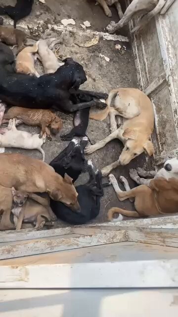 PhaedraXTeddy's tweet photo. How sick, what a disgrace! @JDVance 🆘
🇵🇰 Pakistan government workers are out illegally ☣️poisoning all the DOGS 🐶🐶! 
DOG "culling" by the Punjabi government is currently happening across #Punjab #Pakistan 🇵🇰! Killing dogs is illegal and in contempt of court orders, but they are still doing it! @MaryamNSharif 🆘@SalmanSufi7 🆘@PmlnforPak @pmln_org 🆘 @realDonaldTrump 
@MaryamNSharif, YOU are ultimately responsible, you are the Chief Minister of Punjab!  Government employees are poizoning/shoooting DOGS on the spot, or haul the dogs to the Townhall and  killlll them all there! Why not fund the animal shelters instead to spay neuter and take in the dogs?