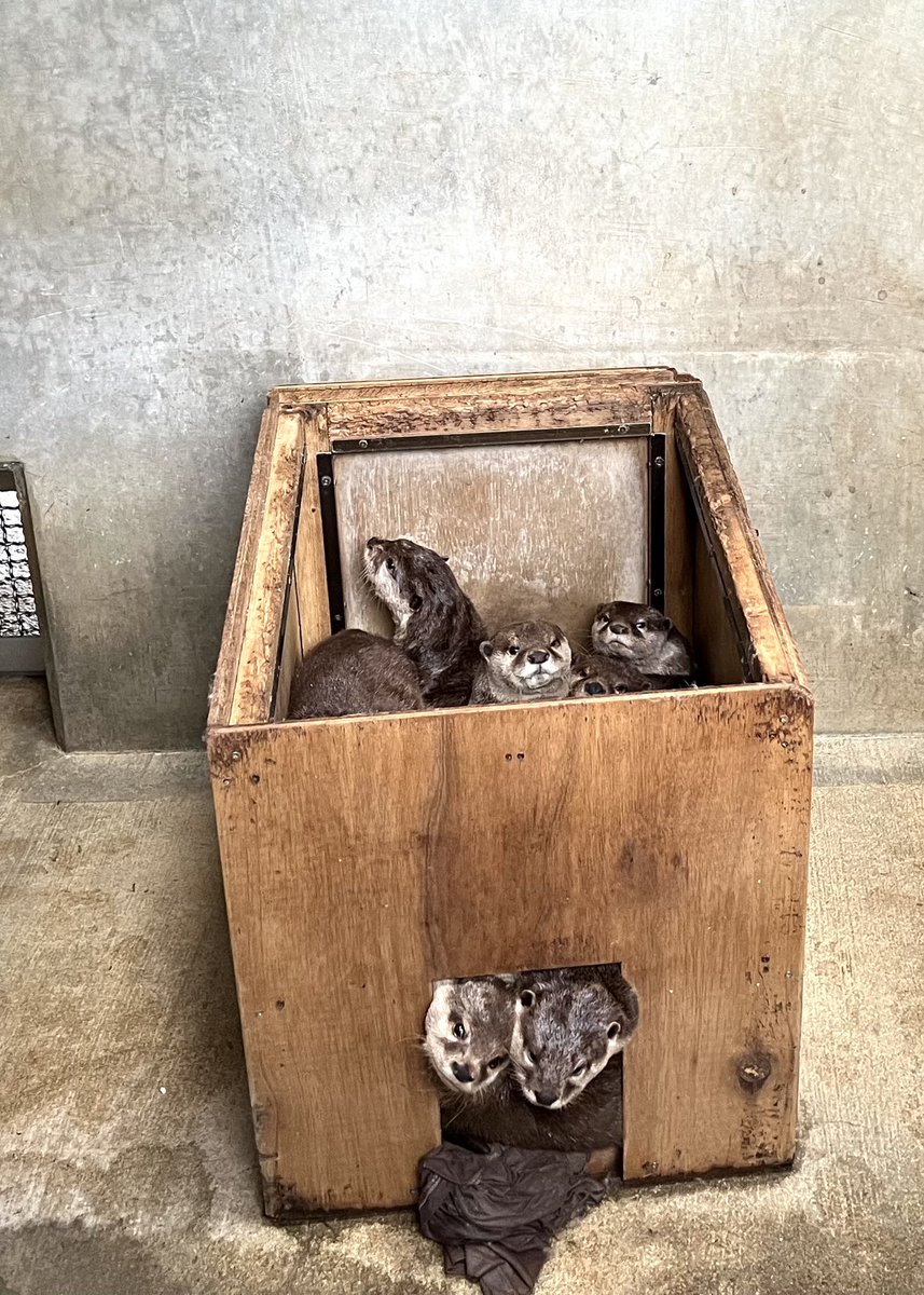 周南市徳山動物園(公式) tweet media