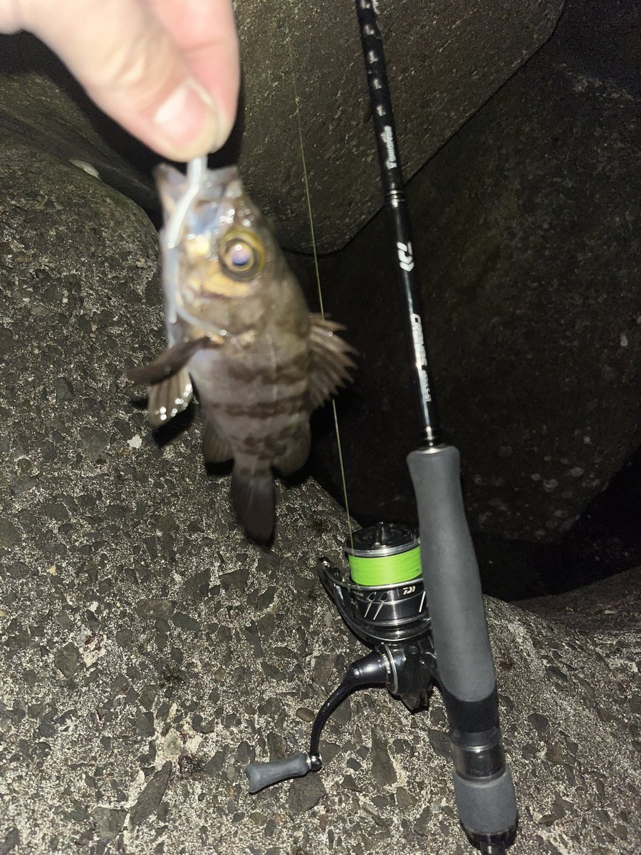 stream_knights's tweet photo. g.wに遊んでくれた魚たち！ https://t.co/1SCidPZAWl