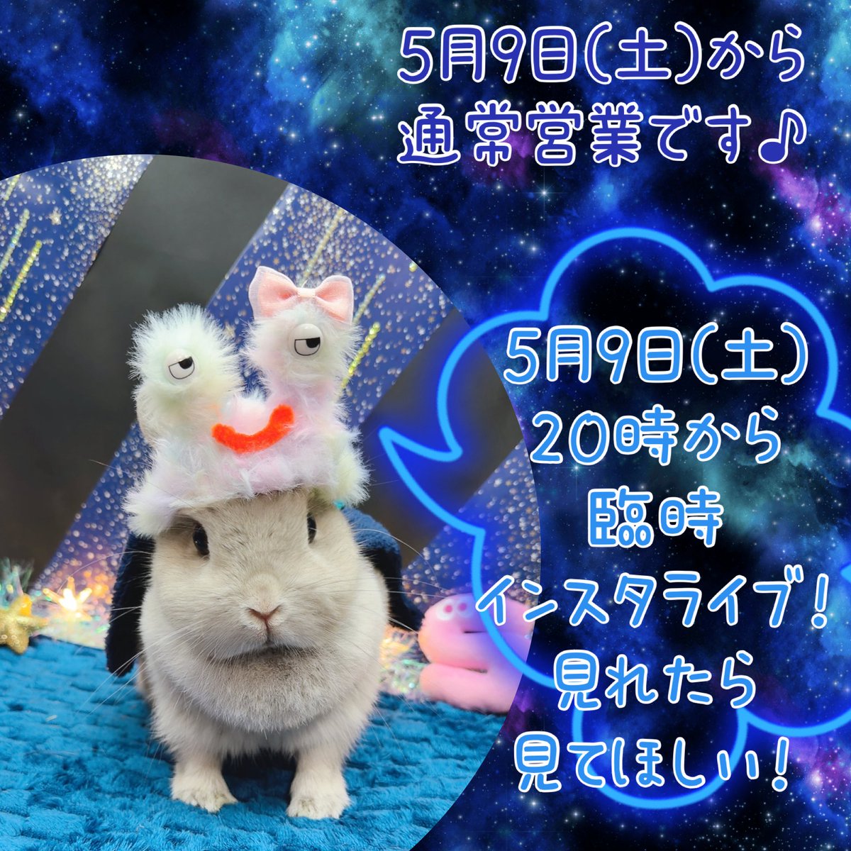 横須賀のうさぎ専門店ラビットハウスサニー tweet media