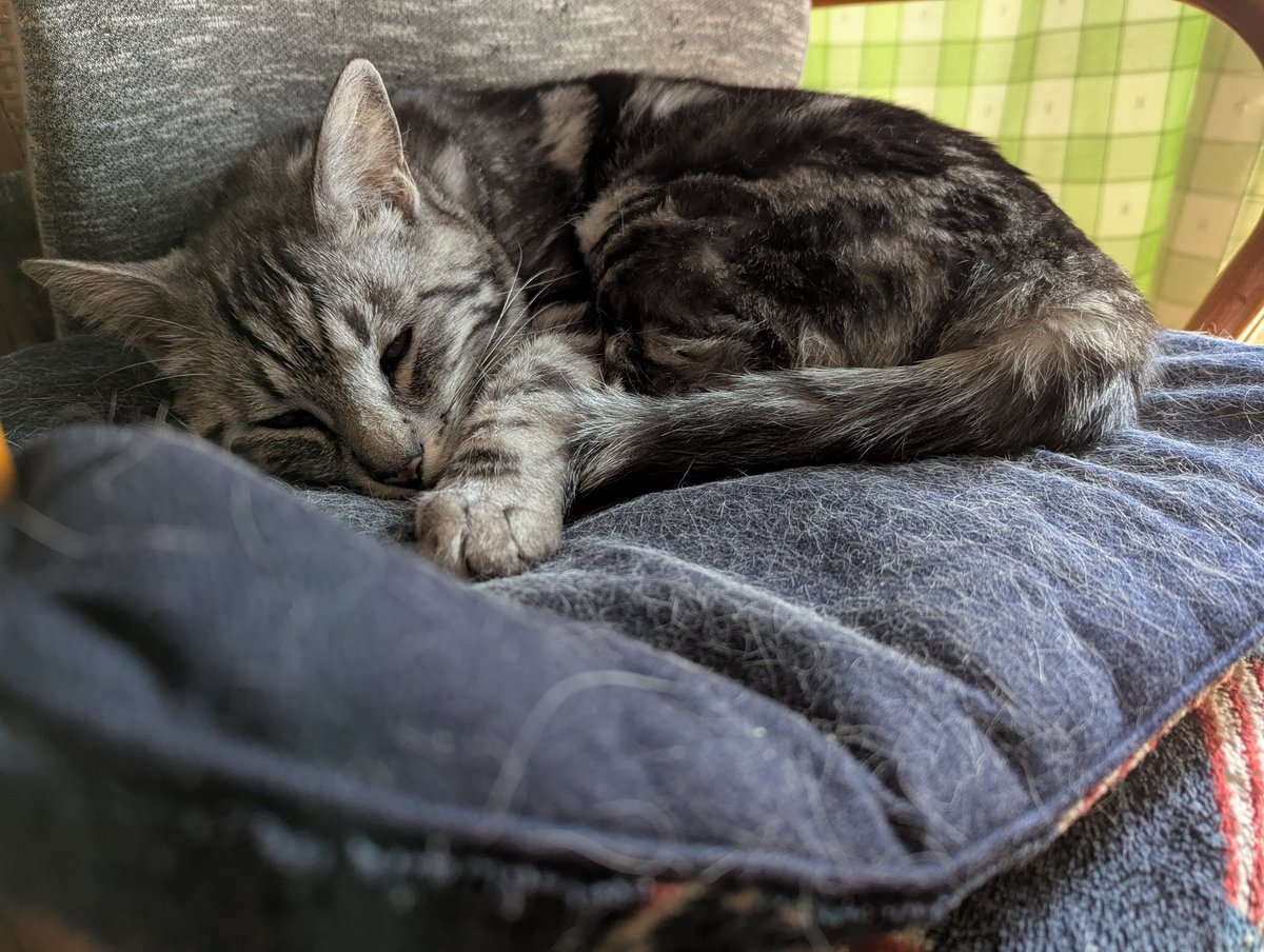 runamomonyanz's tweet photo. もうネムネムですニャ🐾
#猫 #猫のいる暮らし #サバ猫 https://t.co/XZOjaldROl