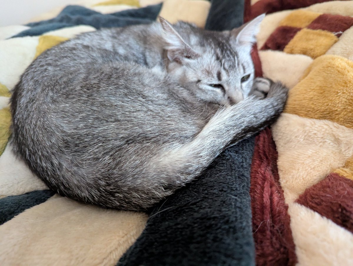 runamomonyanz's tweet photo. もうネムネムですニャ🐾
#猫 #猫のいる暮らし #サバ猫 https://t.co/XZOjaldROl