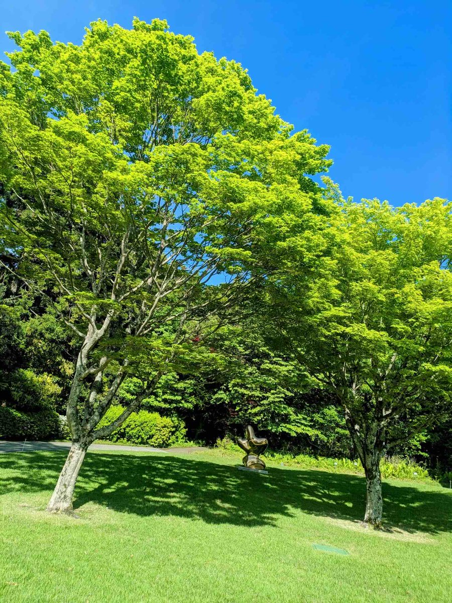 hakone_museum's tweet photo. GW明け最初の週末。
館内には、どこかのんびりとした空気が流れています。
今日は風も心地よく、さわやかな陽気です。
#彫刻の森美術館のいま #彫刻の森美術館 #箱根 #hakone #新緑の季節なので緑の画像を貼る https://t.co/aiBgITTGf3