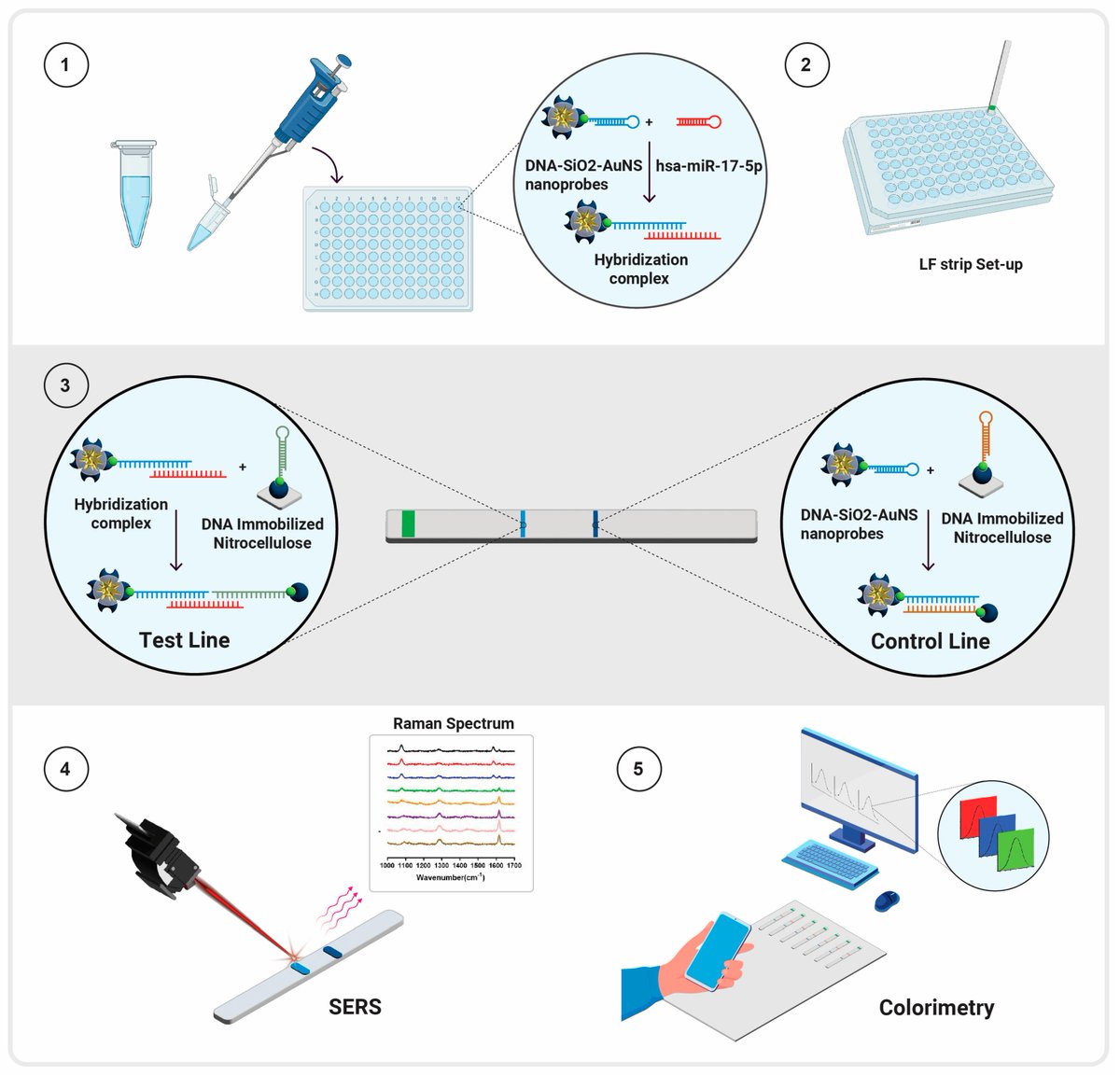 Biosensors_MDPI's tweet photo. 📣Call for Reading:
#Article
Lateral Flow Assay for Preeclampsia Screening Using DNA Hairpins and Surface-Enhanced Raman-Active Nanoprobes Targeting hsa-miR-17-5p
By Samuel Mabbott, et al.
https://t.co/LgMG44fico
#microfluidic #SERS #biosensor #open_access https://t.co/IJA4X1M3uv