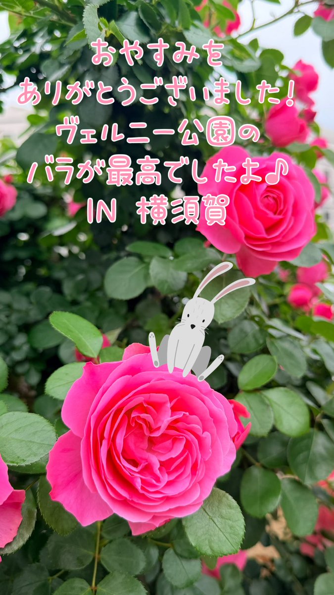 横須賀のうさぎ専門店ラビットハウスサニー tweet media