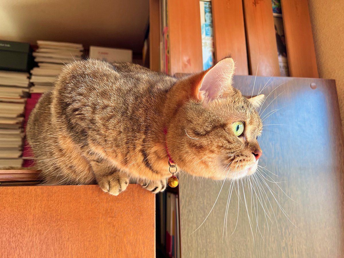 はい、外に何か見つけたらしい猫上げときますねー。