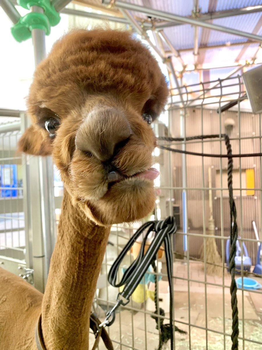 てへぺろ（？）