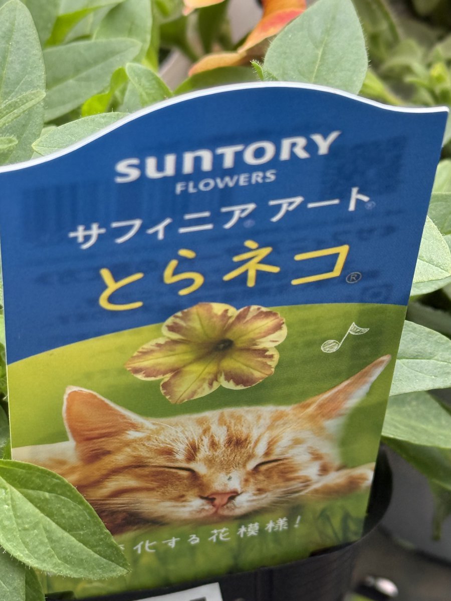 とらネコ😺️🏵️