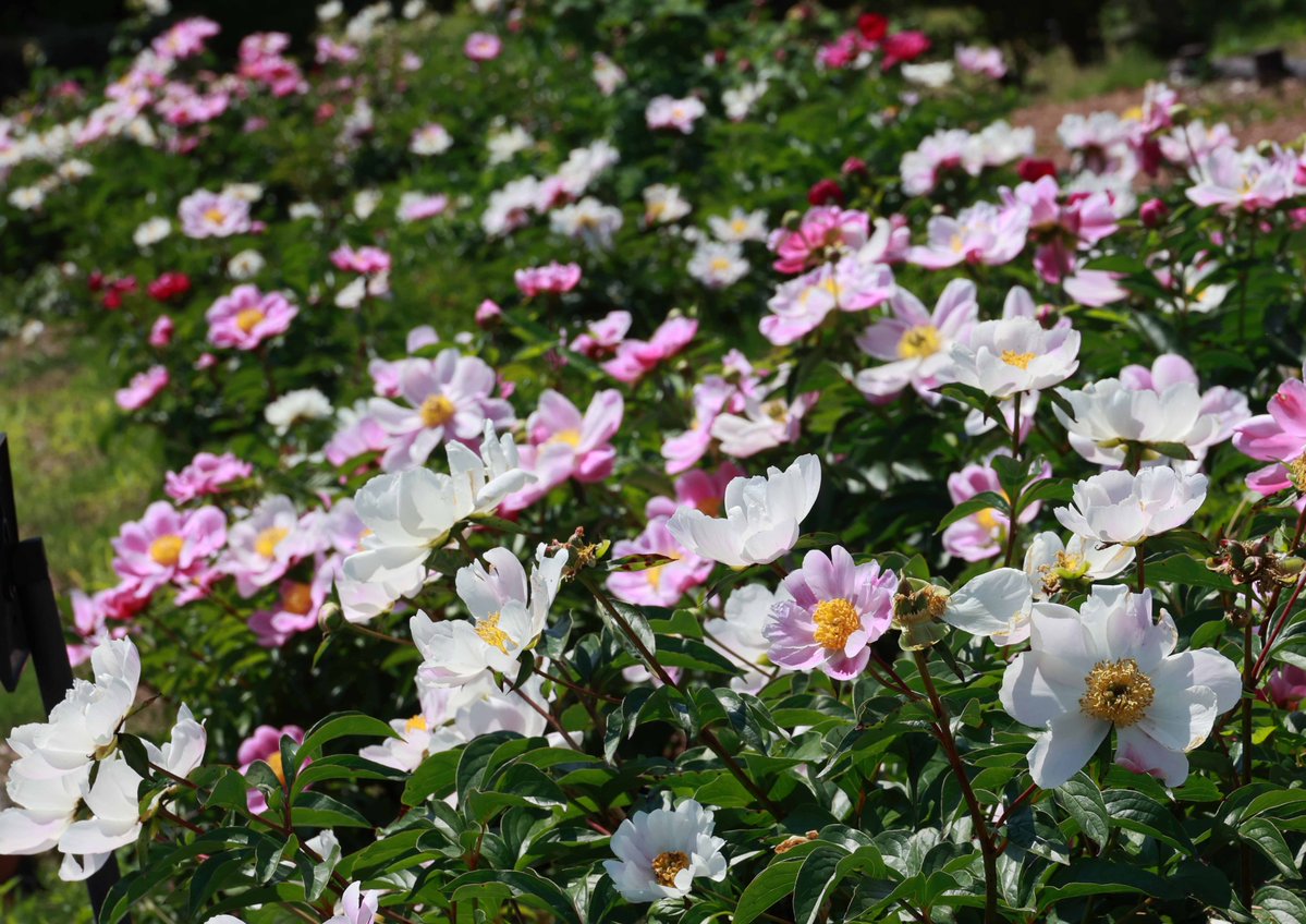 見ごろを迎えた維新公園のシャクヤク。色とりどりに、美しい花を咲かせています。さすが「立てばシャクヤク」と言われるだけのことはありますね😄