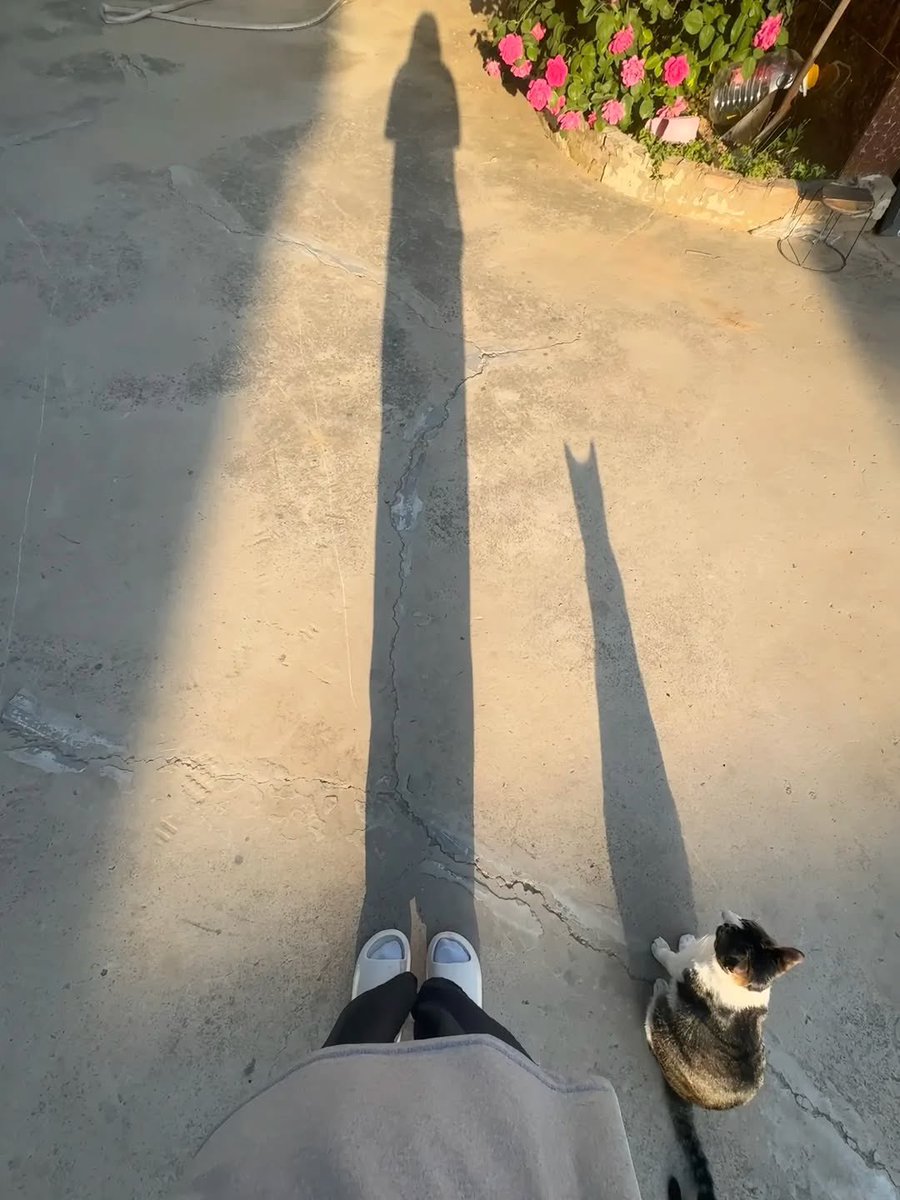 No Cats No Life tweet media